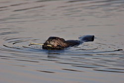 Beaver hunting