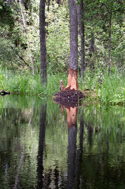 Beaver hunting