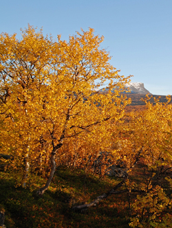 Ripjakt höstfjäll