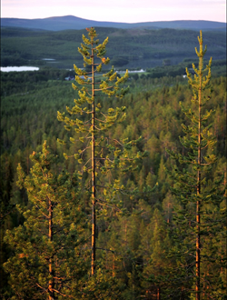 Björnjakt på 10.000 ha