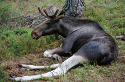 Moose safari in Sweden