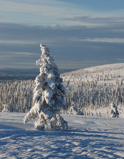 Vinterlandskap